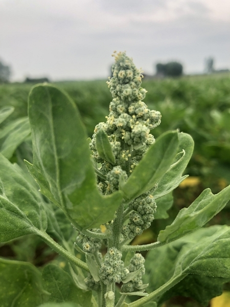 Inflorescences de quinoa au printemps