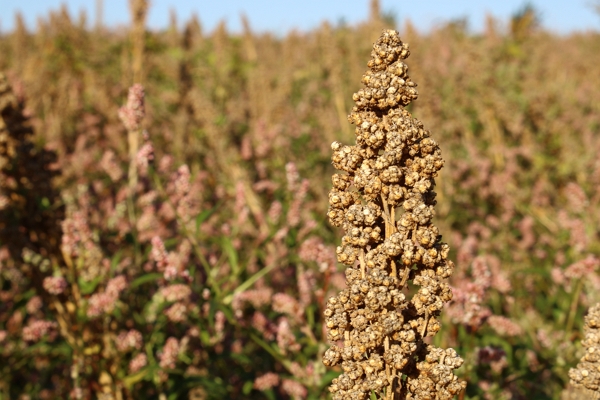 Inflorescences de quinoa mature